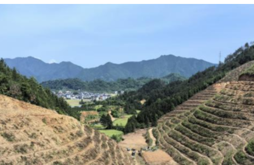 浙江金控結(jié)對幫扶高合村百畝蜜源林項(xiàng)目種植完成